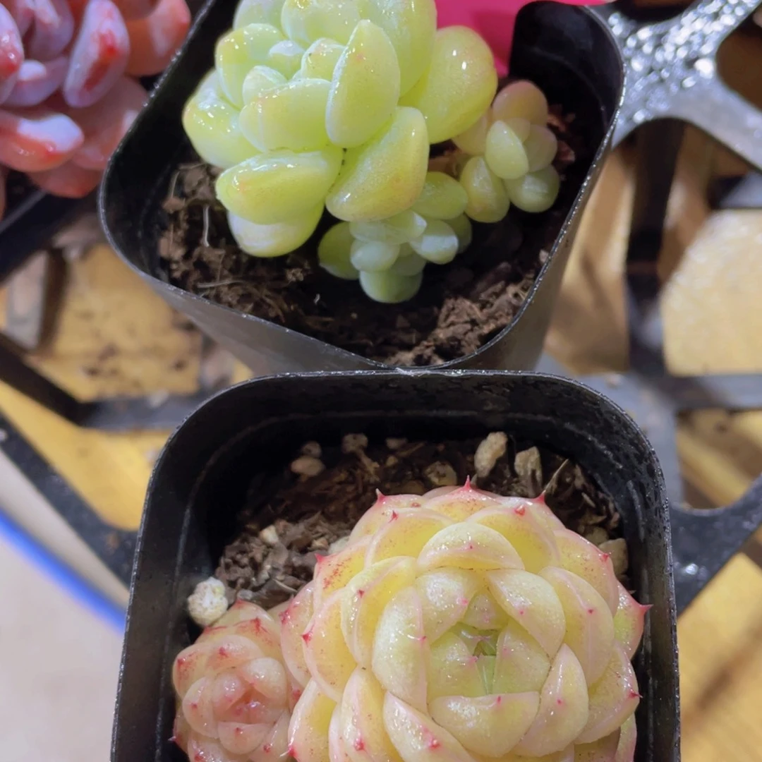 241号 翠玉群加丸叶麦秆