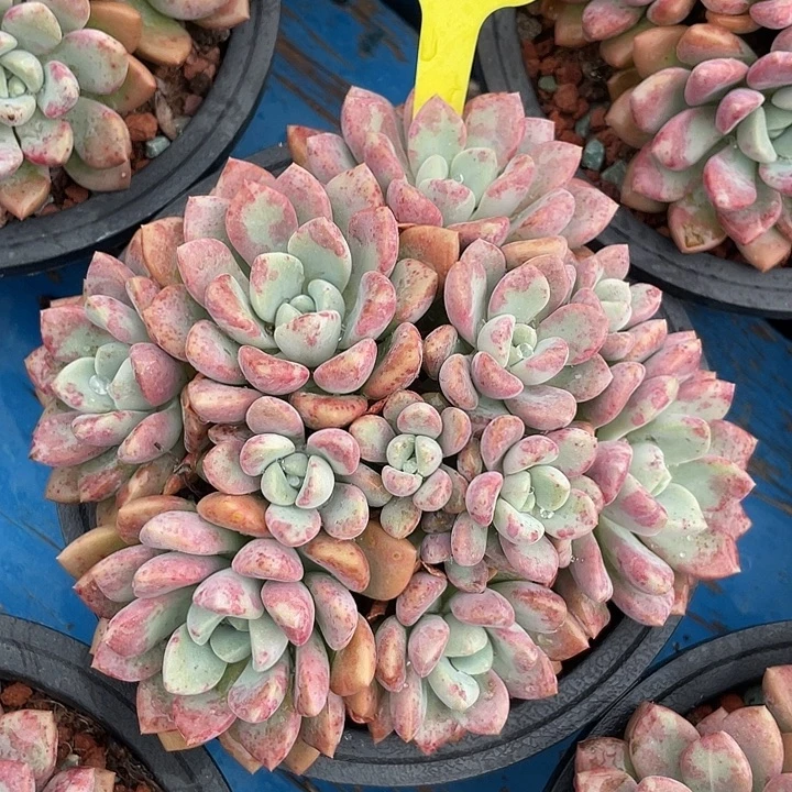 花斑鹿多肉植物群生51