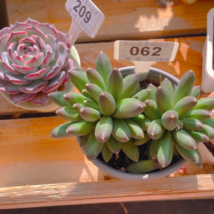 ?****3谢谢你的支持0000062