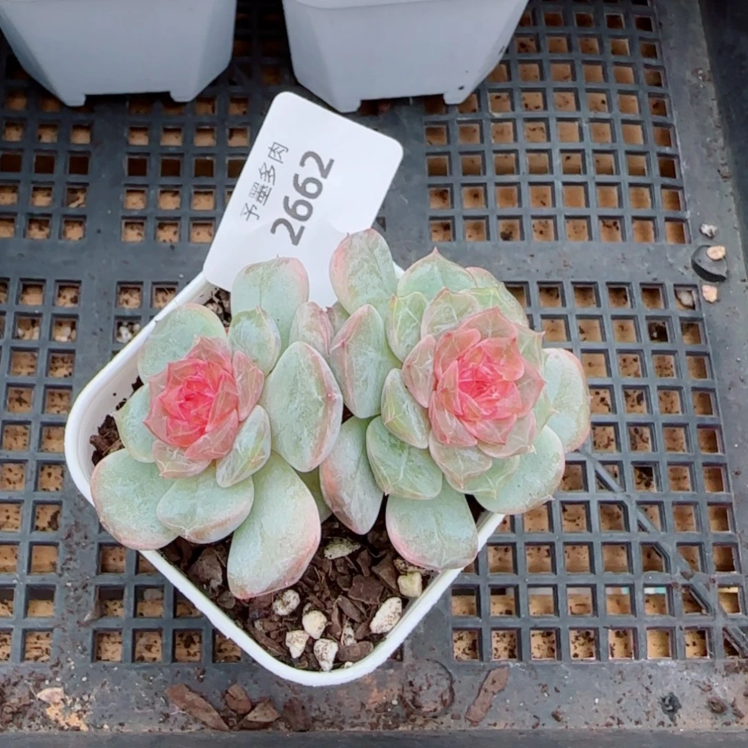 孤品，2662多肉植物