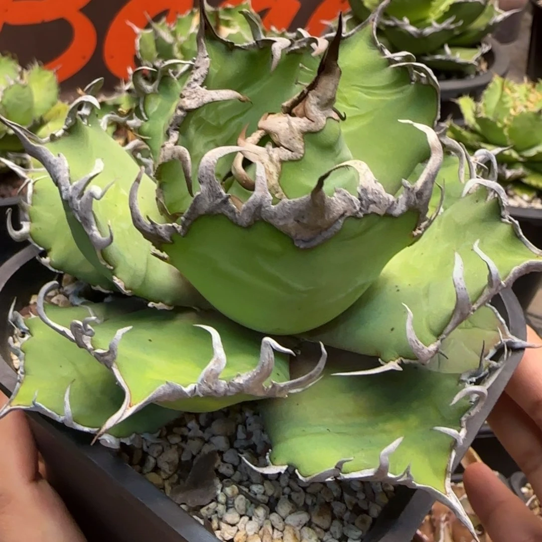 小***炮凯撒啦啦啦啦啦啦