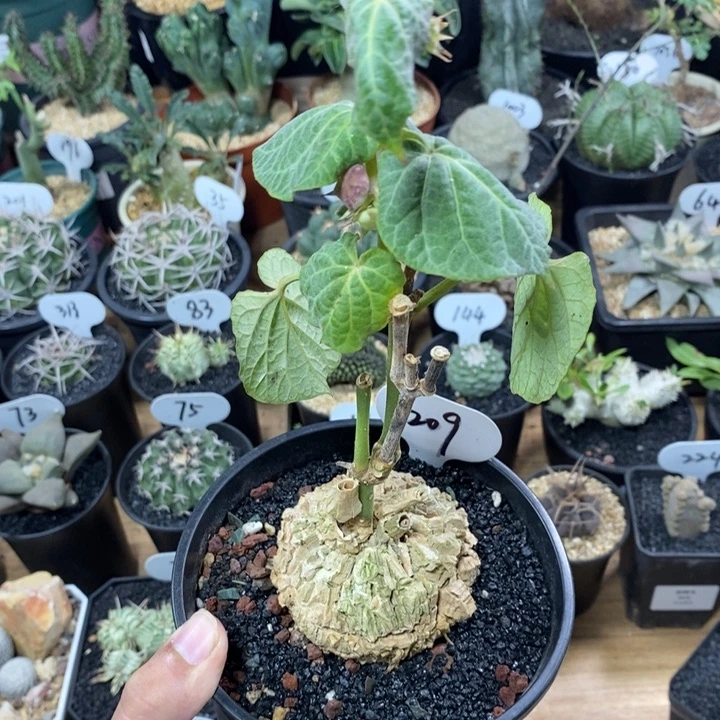 实生龟甲梧桐209号7cm