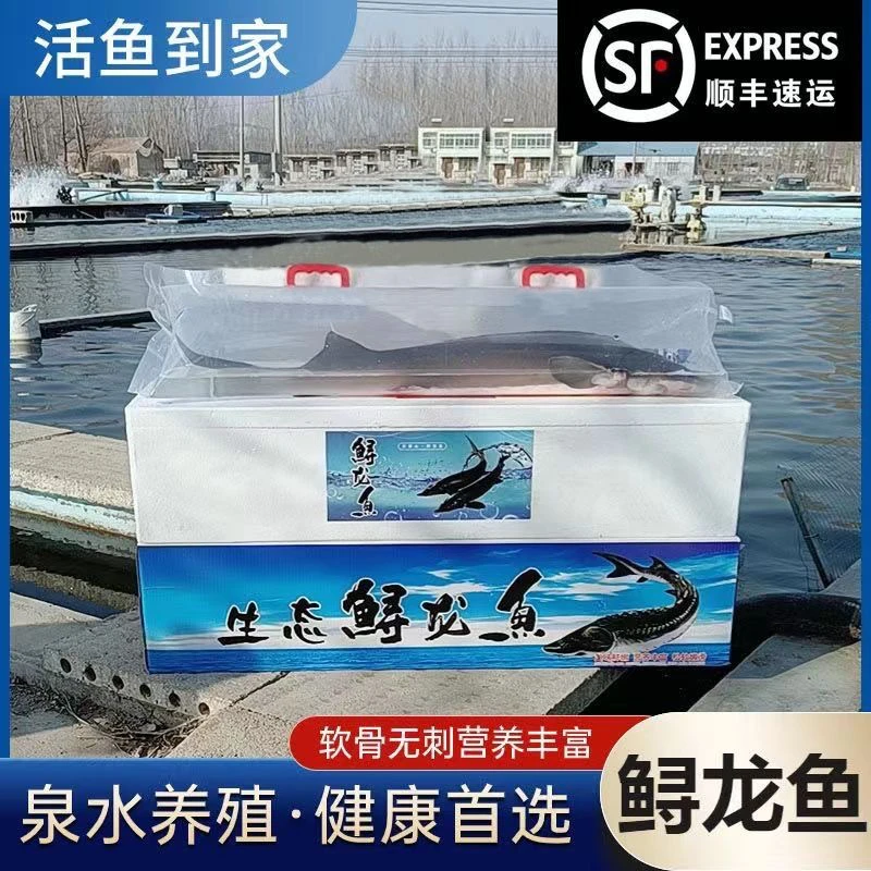 鲟龙鱼食用鱼鲟龙鱼冷水鱼淡水鱼鲜活鱼可食用可观赏活鱼原生态