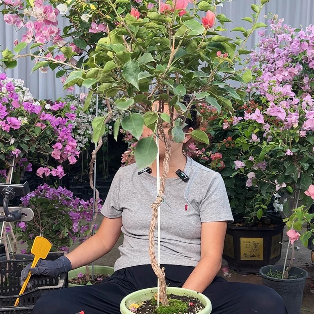 萧***思大部分花苞少量开放F61不甜