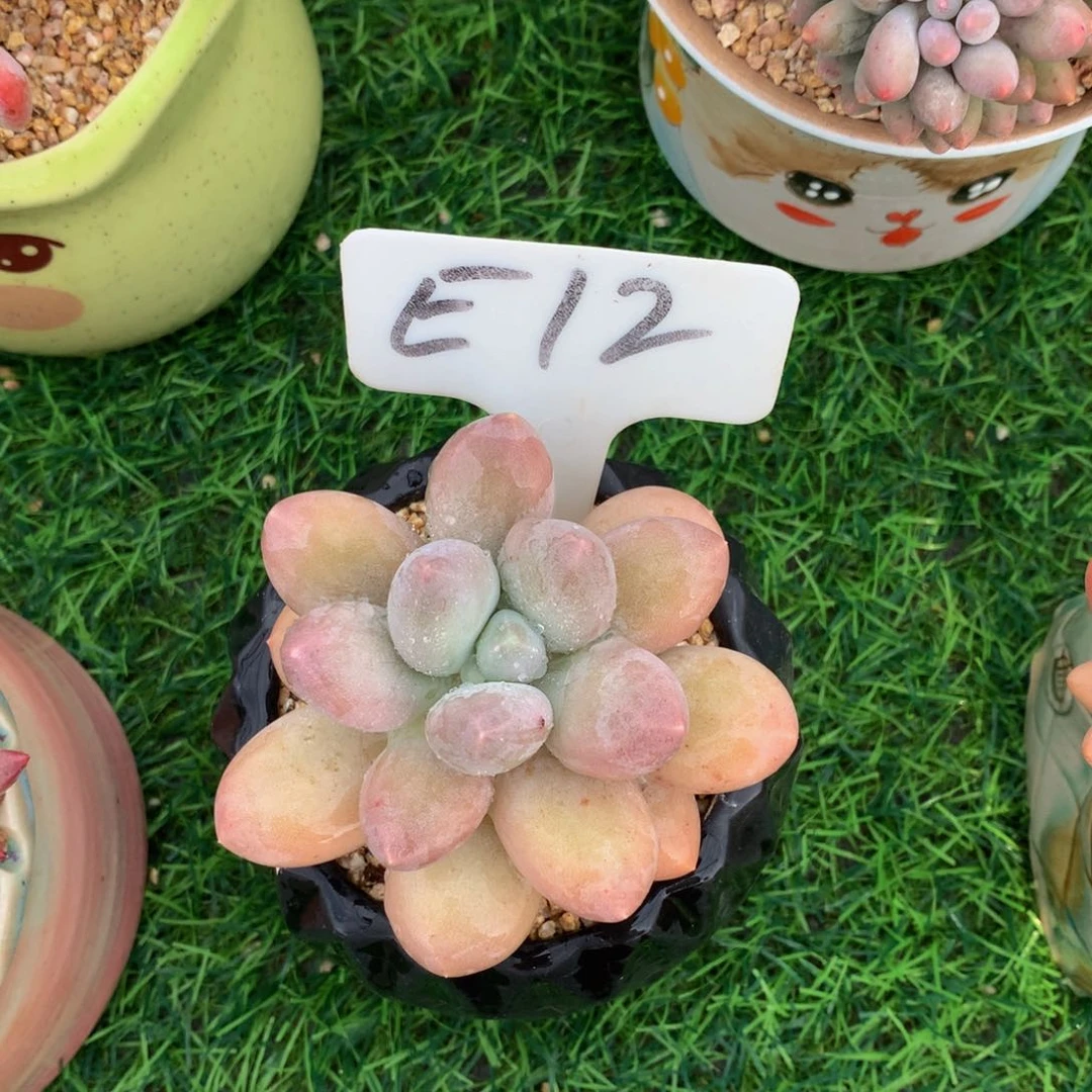 P***-香水宝贝多肉欧植物