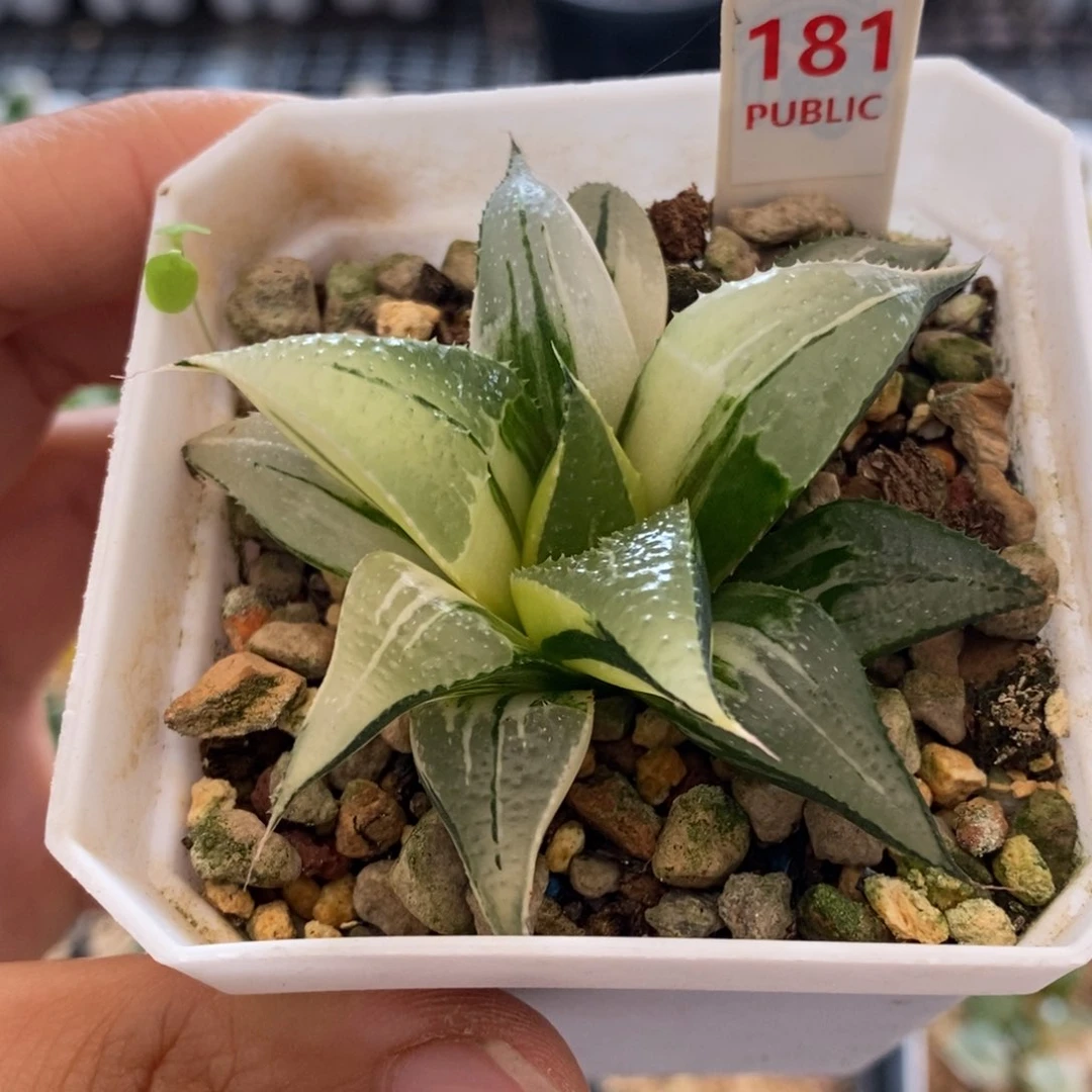 181号芭提雅锦带盆