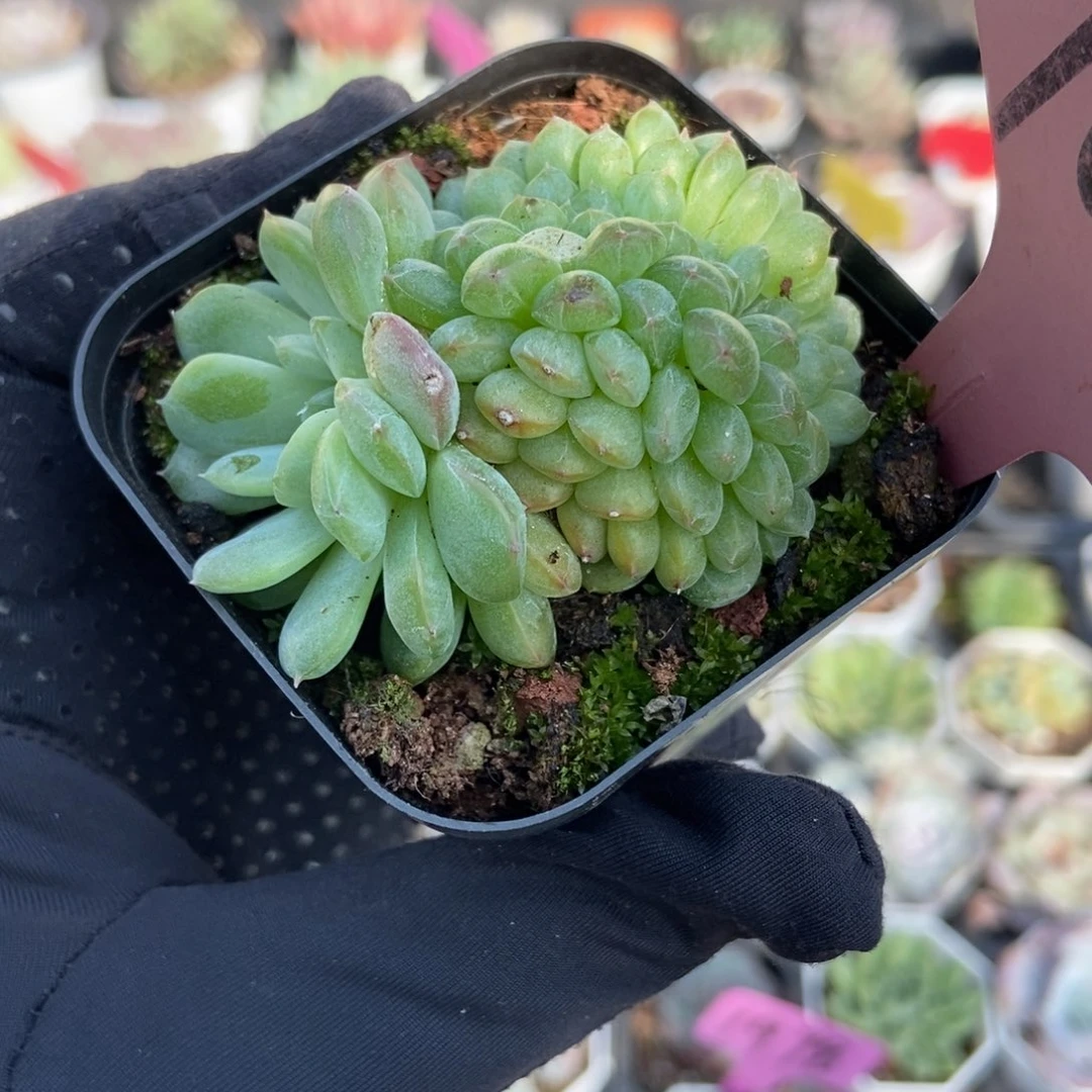 7001干冰缀多肉植物多肉