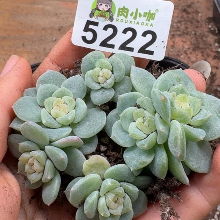 多肉植物多肉植物
