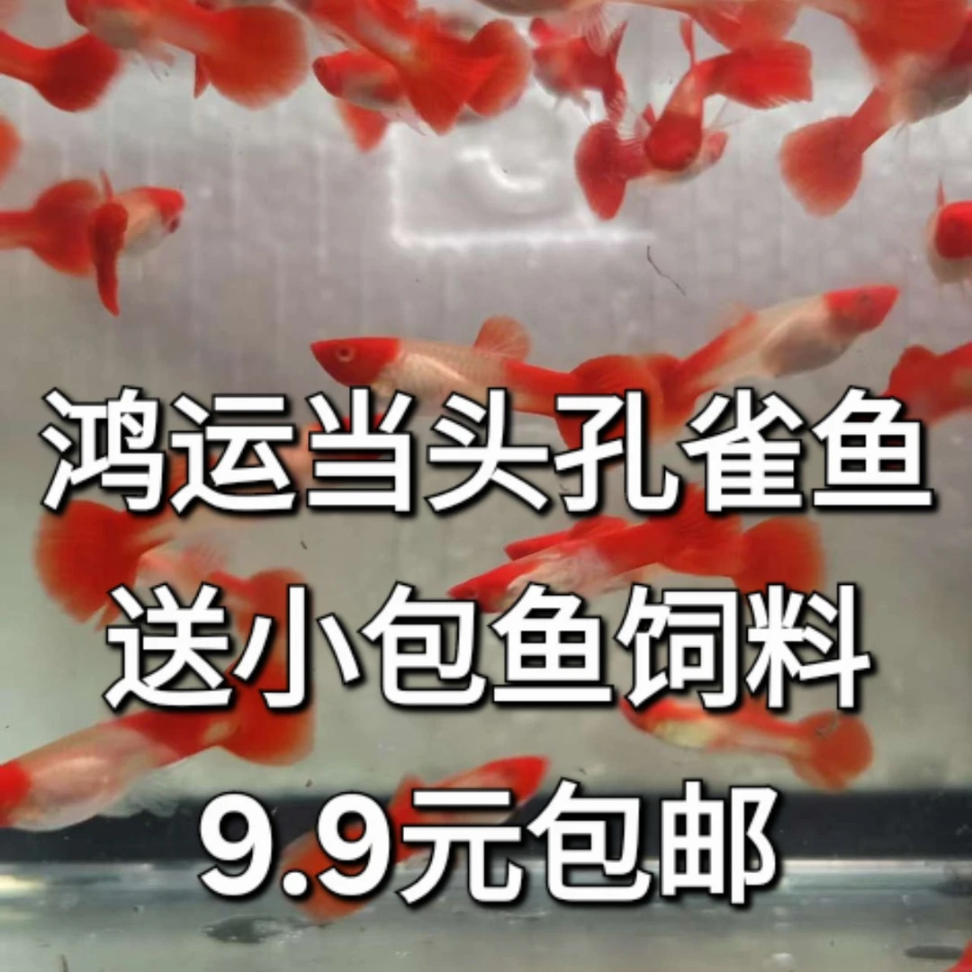 鸿运当头孔雀鱼鱼粮好养耐活小型热带鱼可繁殖爆缸小型热带鱼