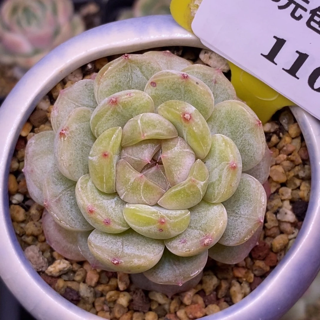 6110精控白恋多肉