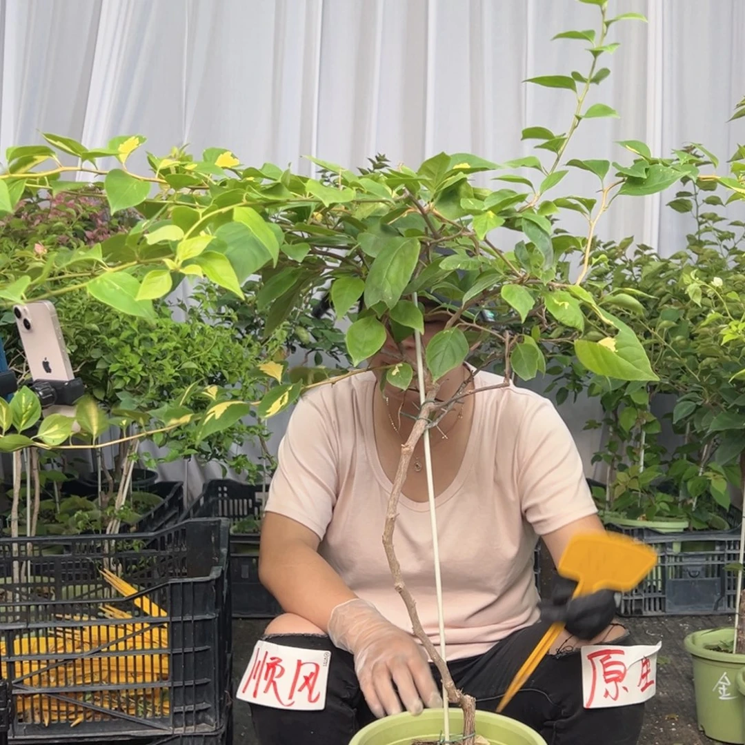 雅***贝当前无花栽培后可以开花J38金心橙白