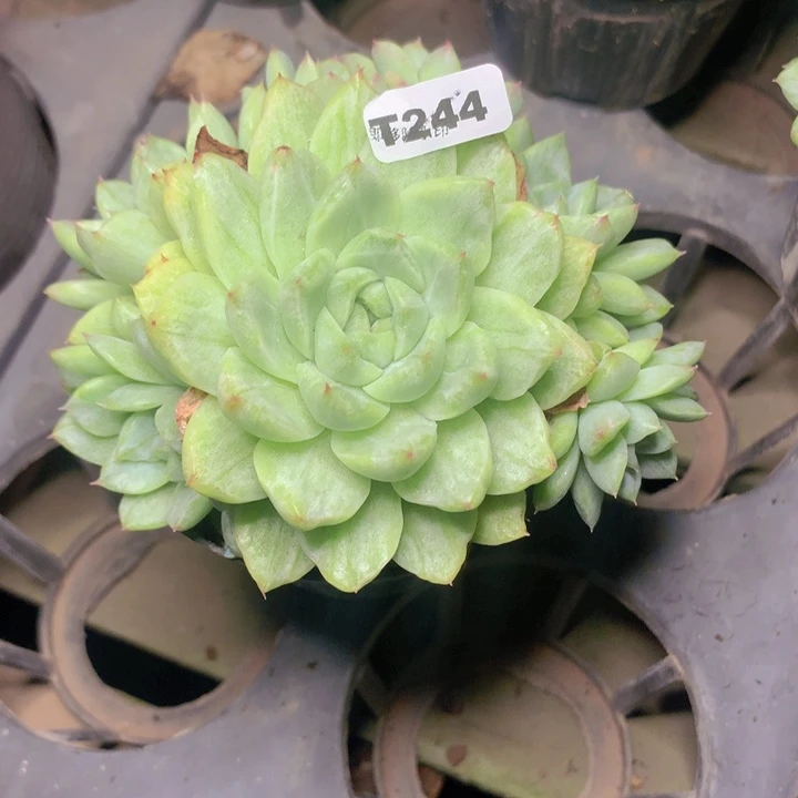 t244豹纹锦脱土发货