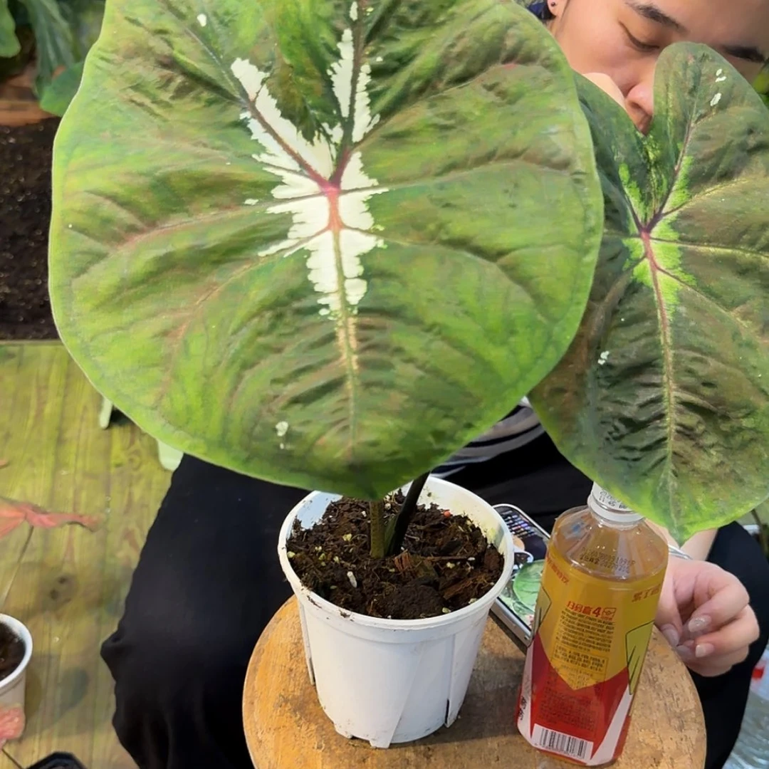 个体薄荷绿白海王彩叶芋