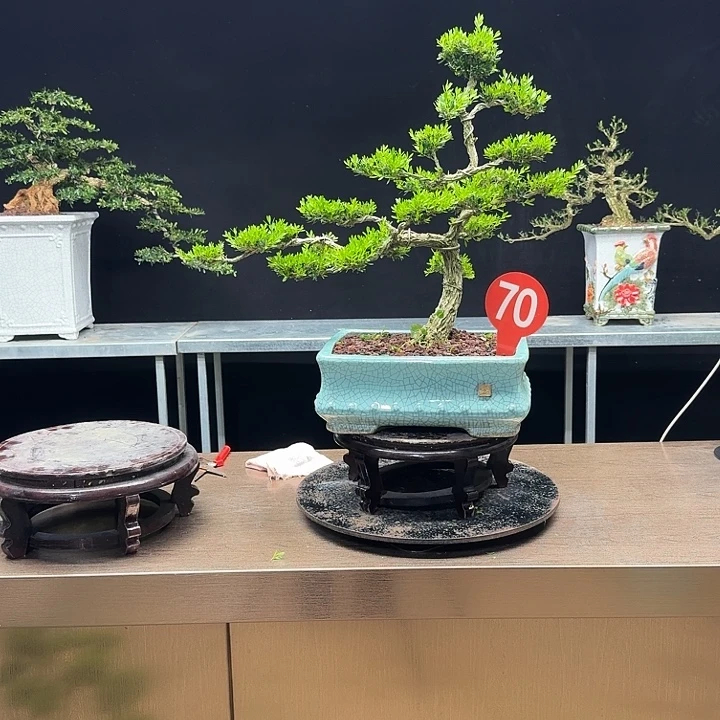无花朵黄杨黄杨黄杨黄杨