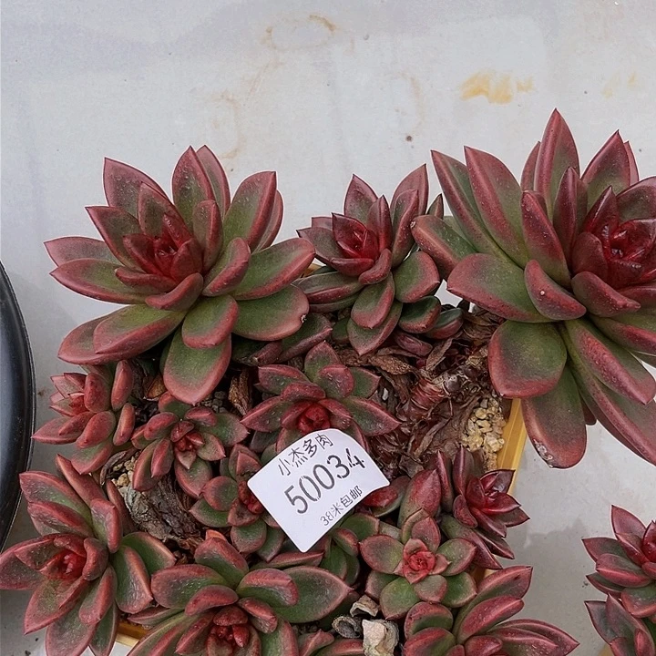 水*丰沛玫瑰50034