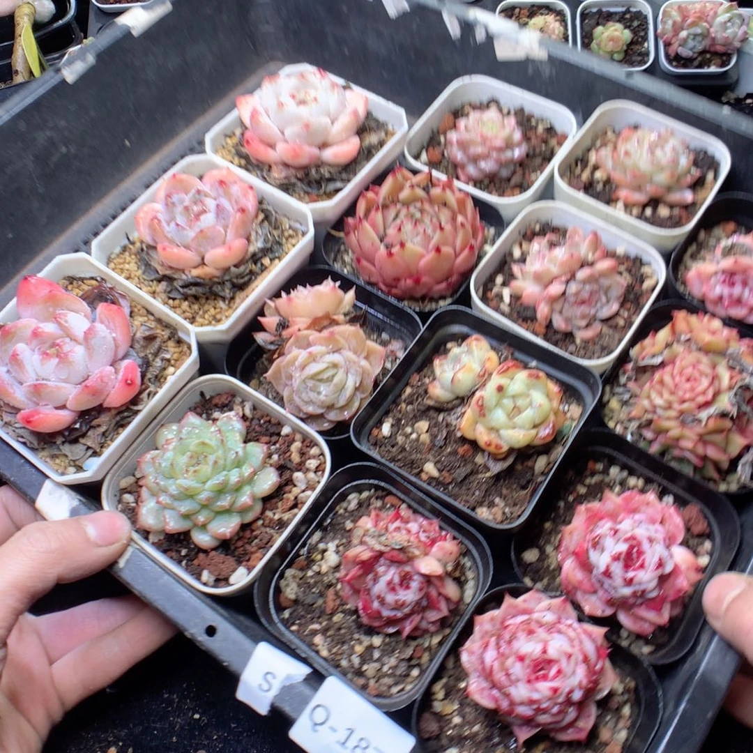 无花朵Q187。yyyyyyyy