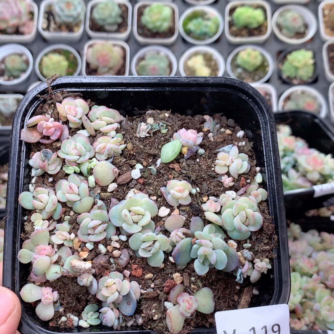 无花朵V119余户英语