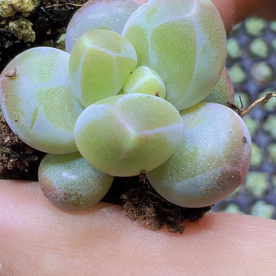 咖啡豆3个19包邮多肉