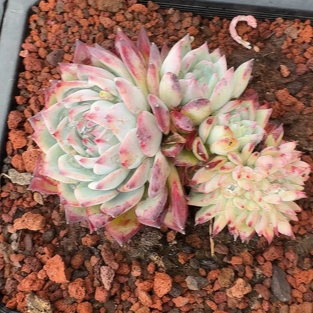 红拉糖缀 00000000000