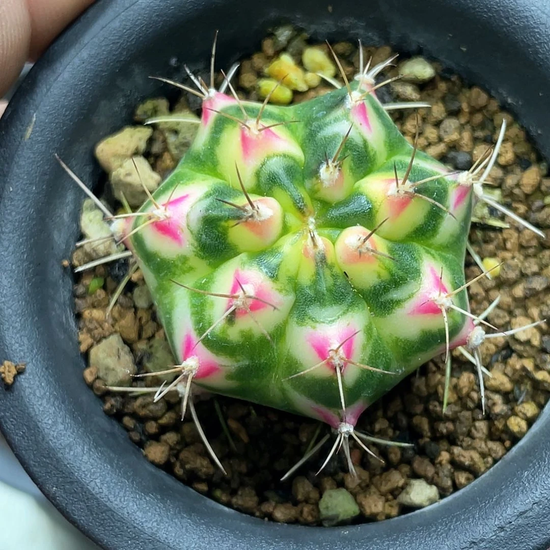 懒*泰系名品侧，白花田