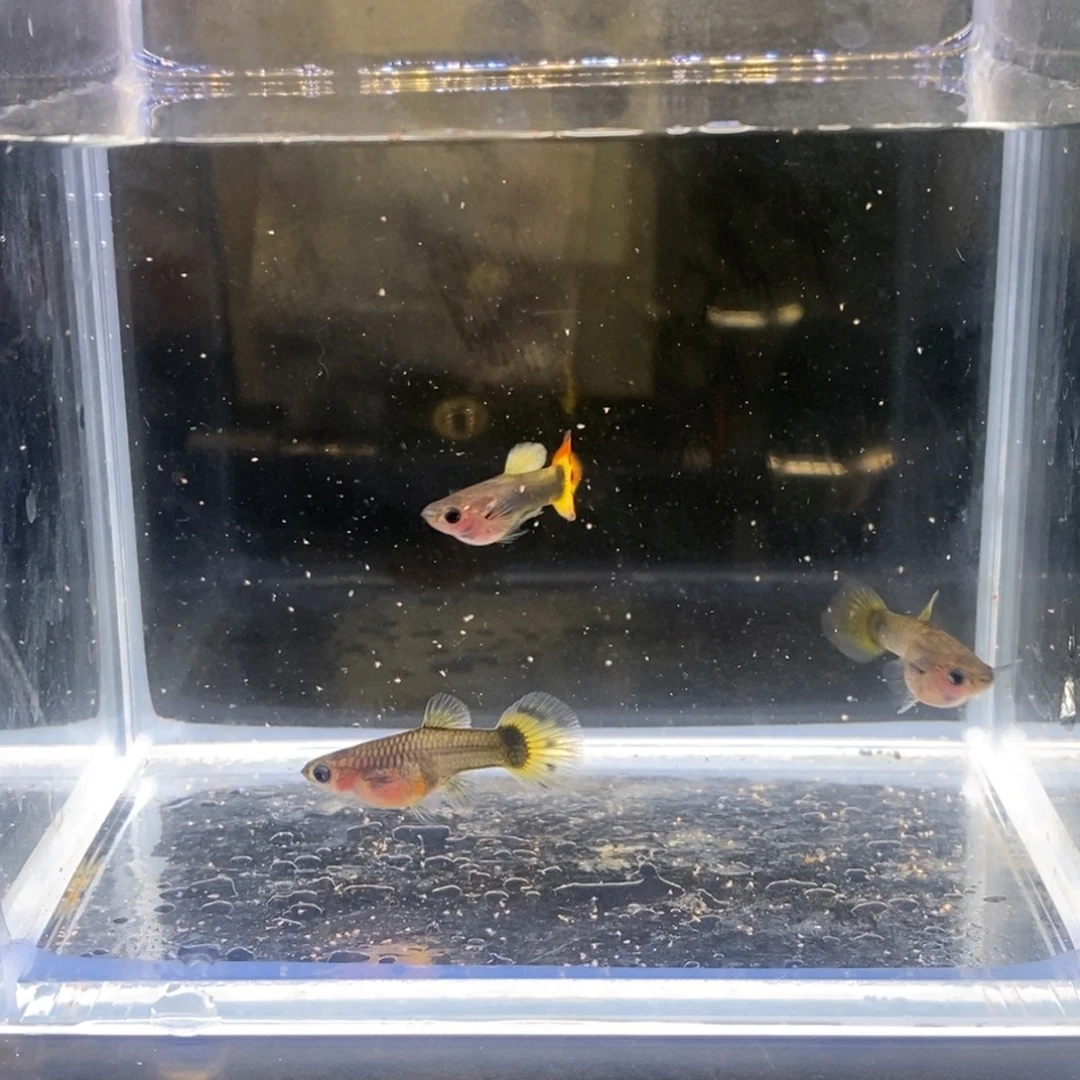 孔雀鱼小蜜蜂F1三条
