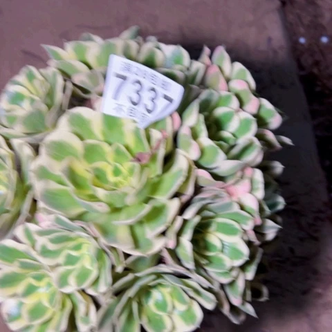 白凤多肉植物法师7337