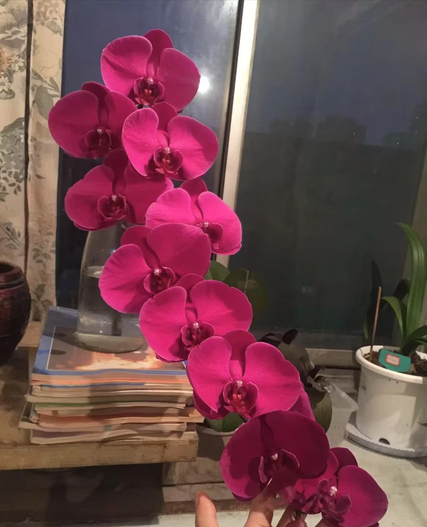 大花型带剑《红杉》2.8寸杯蝴蝶兰（全场满20包邮发货）