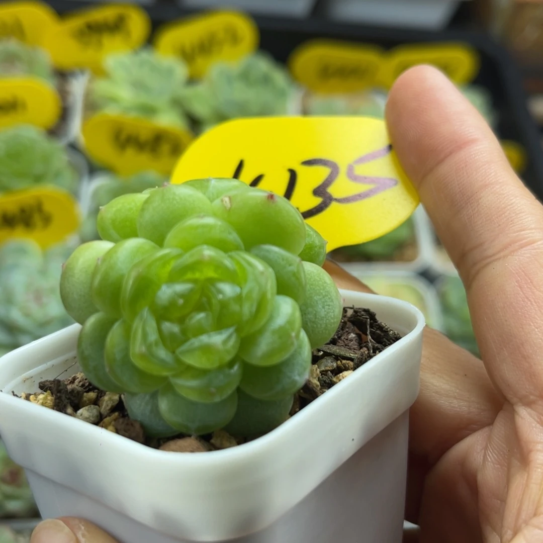 玲珑珍妮双头叠叶4135