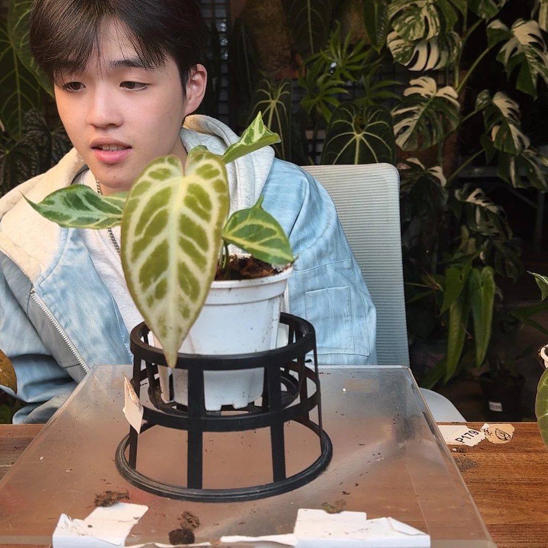 完全开放H11撕裂纹杂skg银