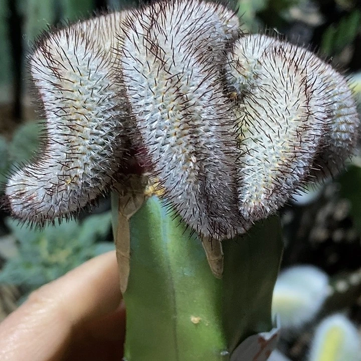 无花朵福利龙神直刺培蕾缀化218