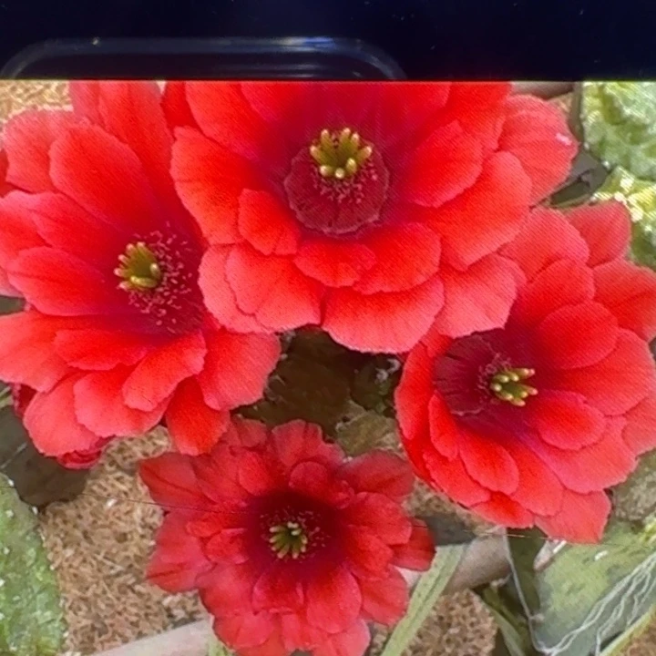 215桃太郎2个无根侧牙，20包邮