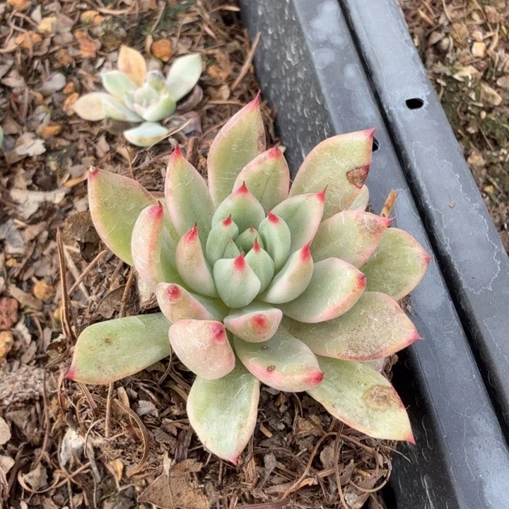 爪系杂交锦多肉植物