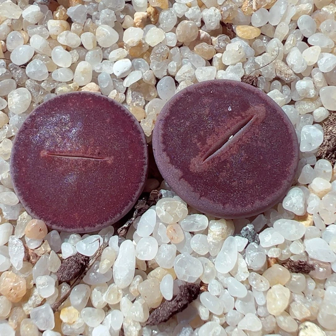 924-675多肉多肉ko日轮