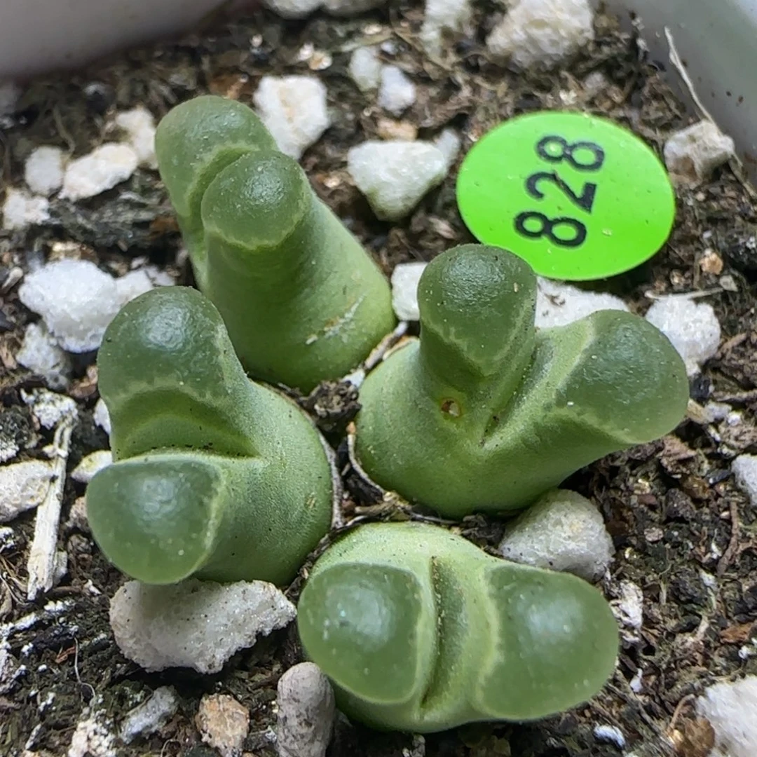 佛度群多肉植物828
