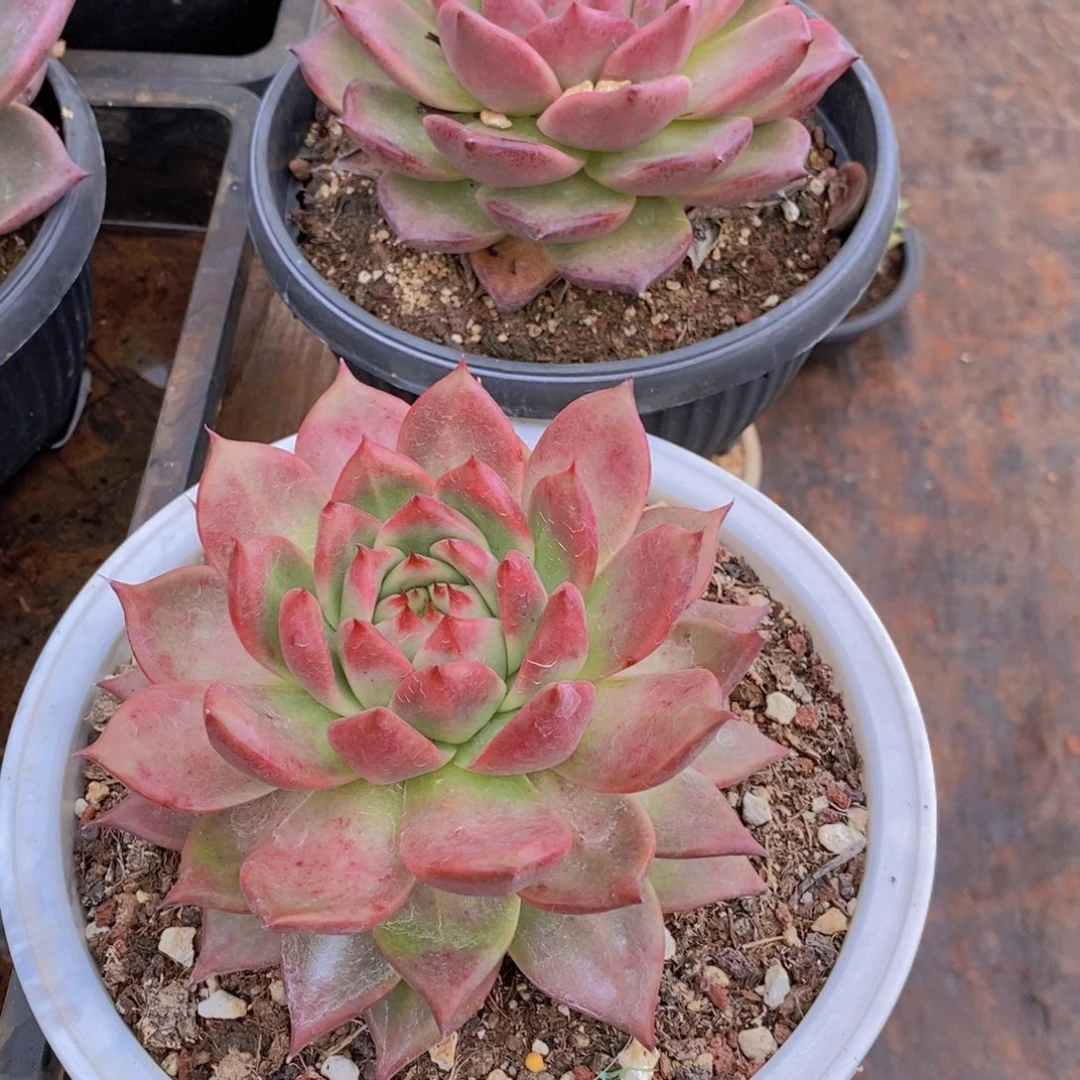 ****伱韩东云大漏19