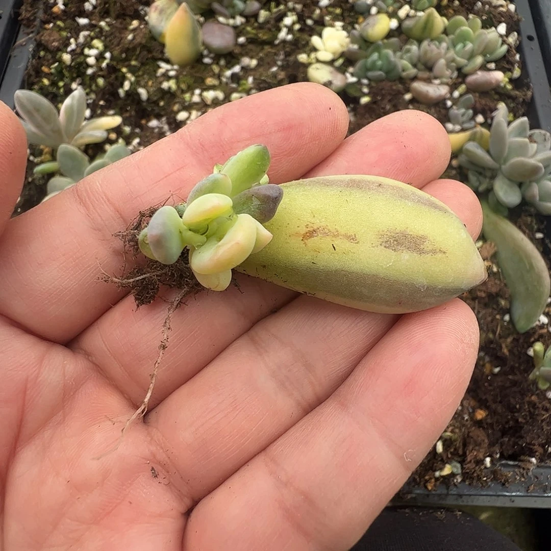 唐***生多肉植物多肉植物