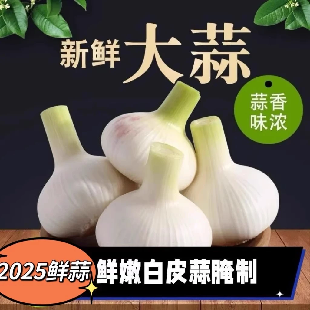 新鲜嫩大蒜湿蒜正宗河南紫皮大蒜多瓣蒜头农家自种糖醋蒜鲜蒜5斤