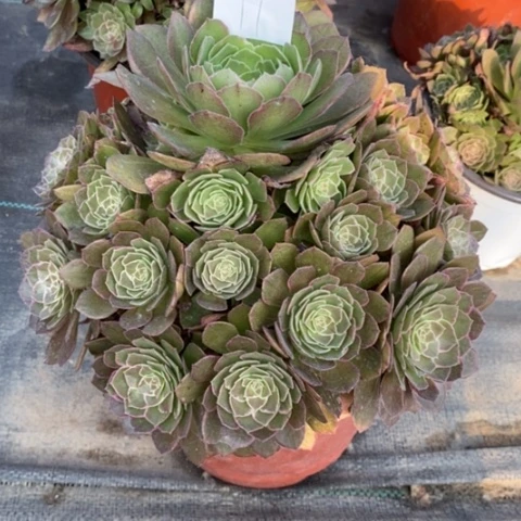 多肉植物组合拼盘11