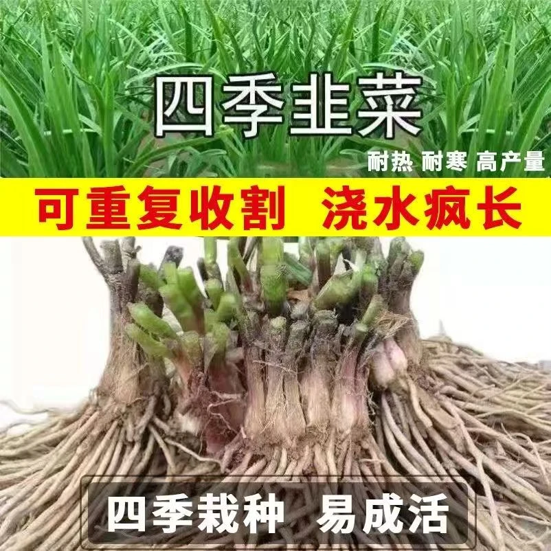 韭菜根苗现挖四季阳台种植新韭菜根绿植新韭菜根室内