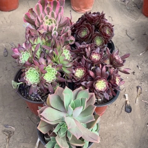 573多肉植物组合