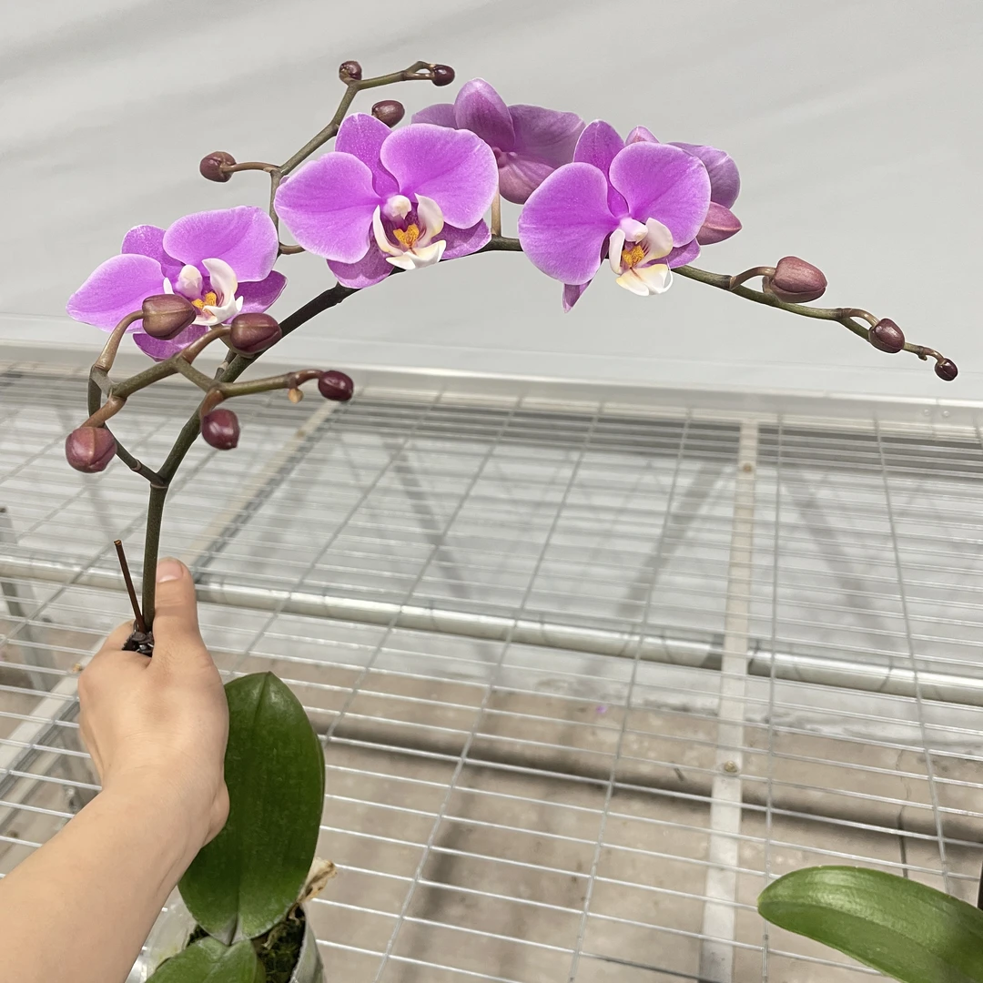 【安娜】蝴蝶兰 粉紫色兰花盆栽开花株 四季好养护绿植叶片