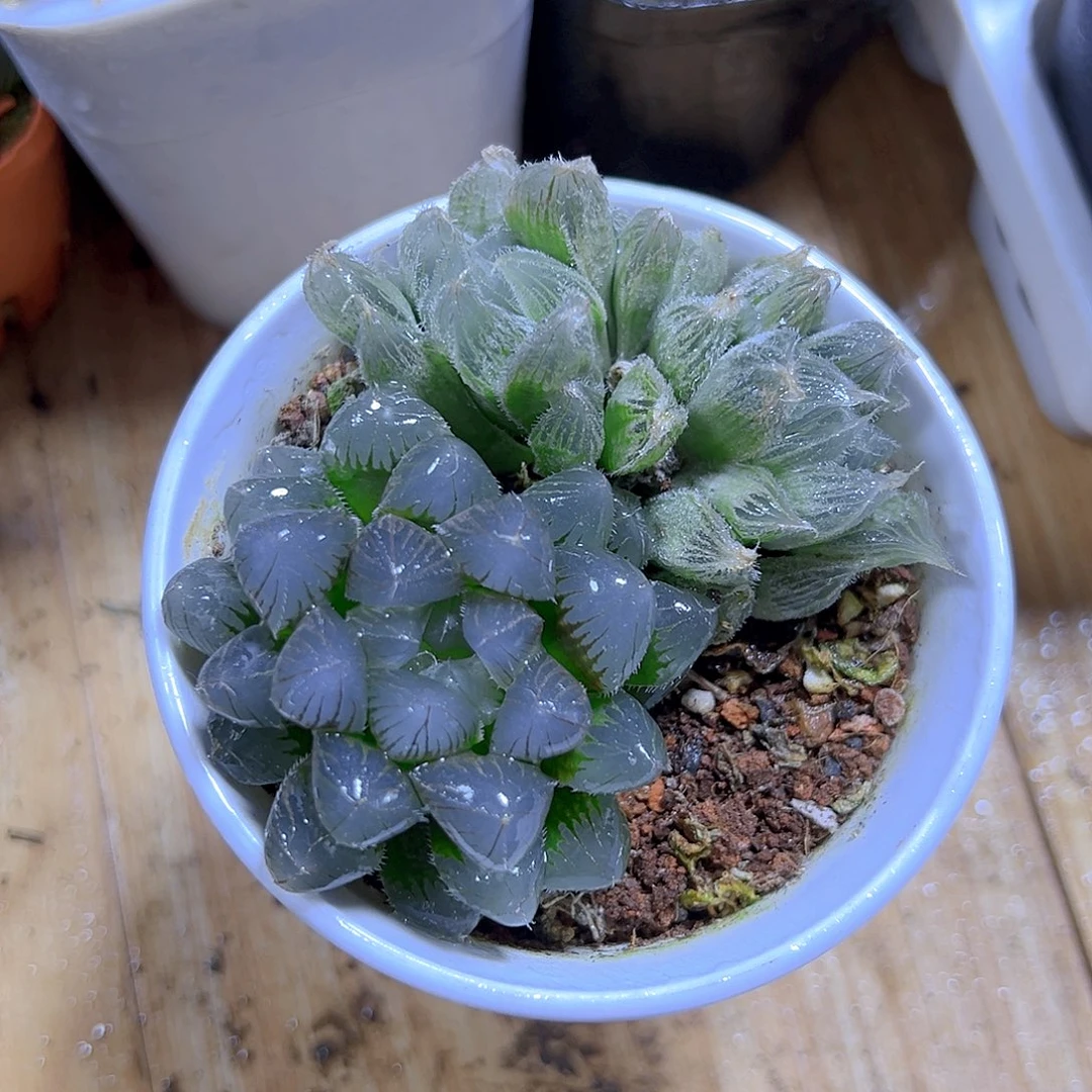 冰灯+毛玉露多肉