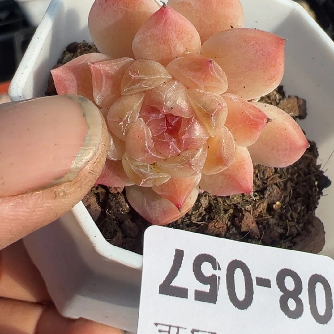 小卡拉米糖心一物一拍8-57