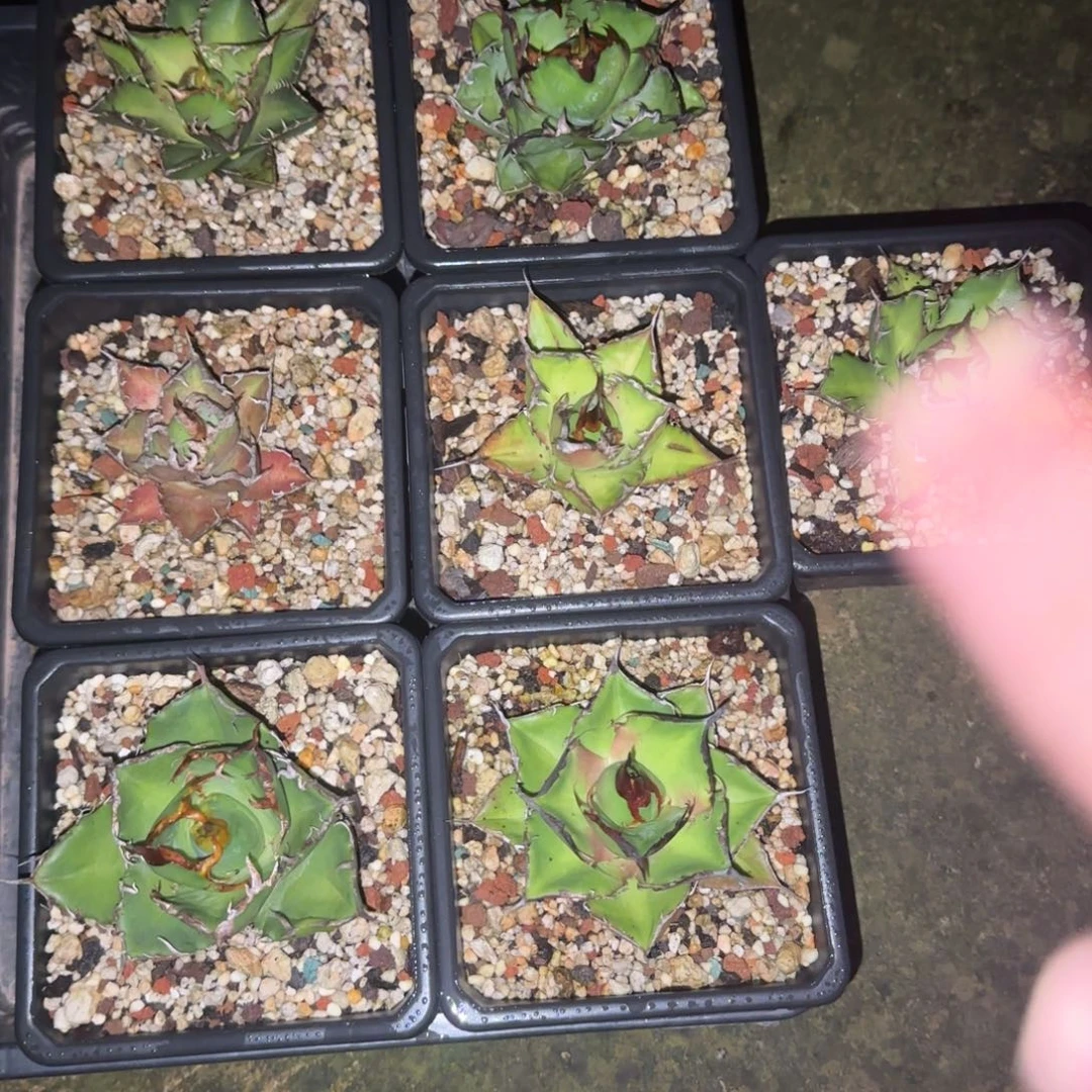 新手套餐仁王冠7棵