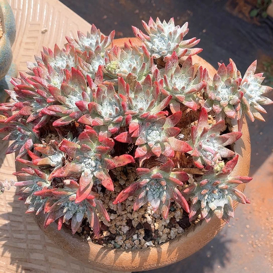 大花朵白姆老桩30公分