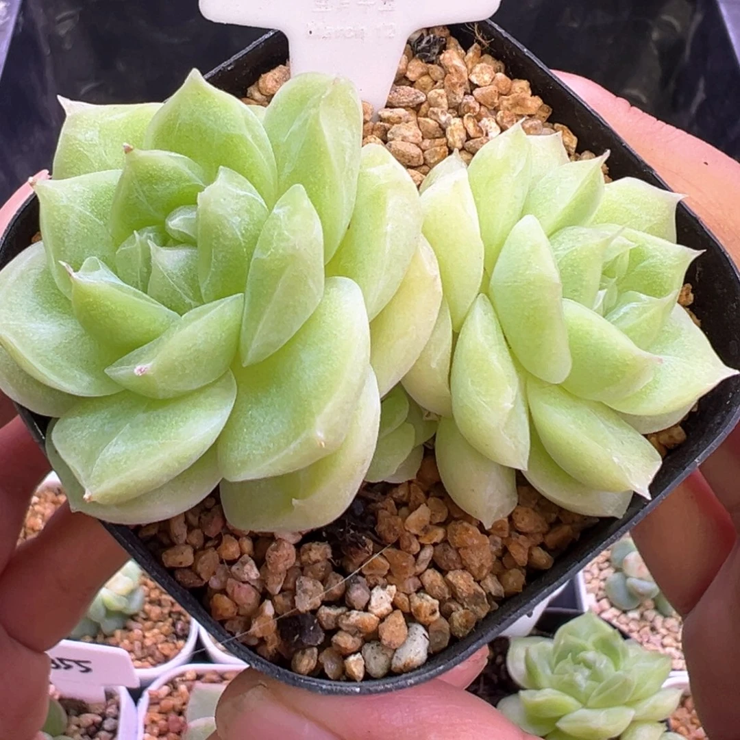 199号梨花白默认散
