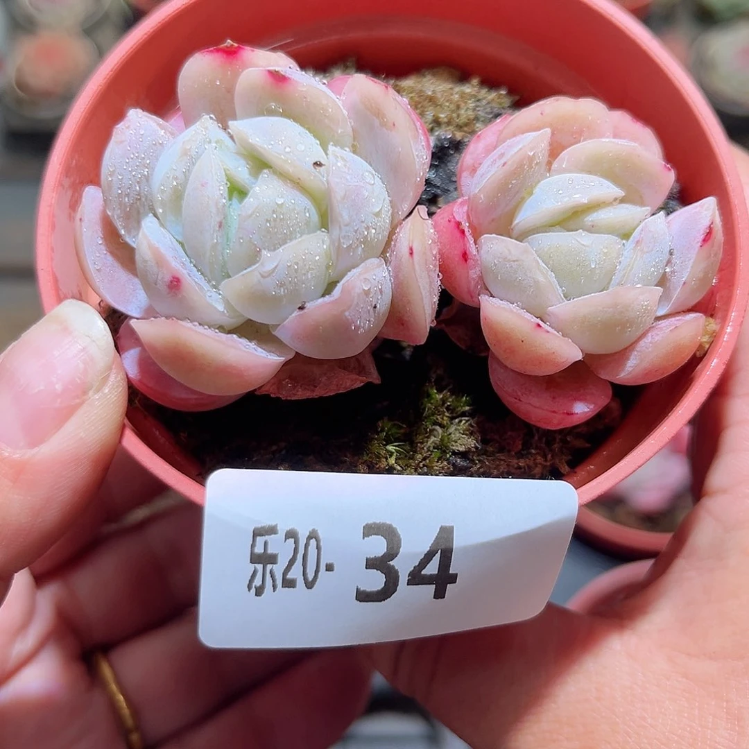 木乐20-34粉颜双头