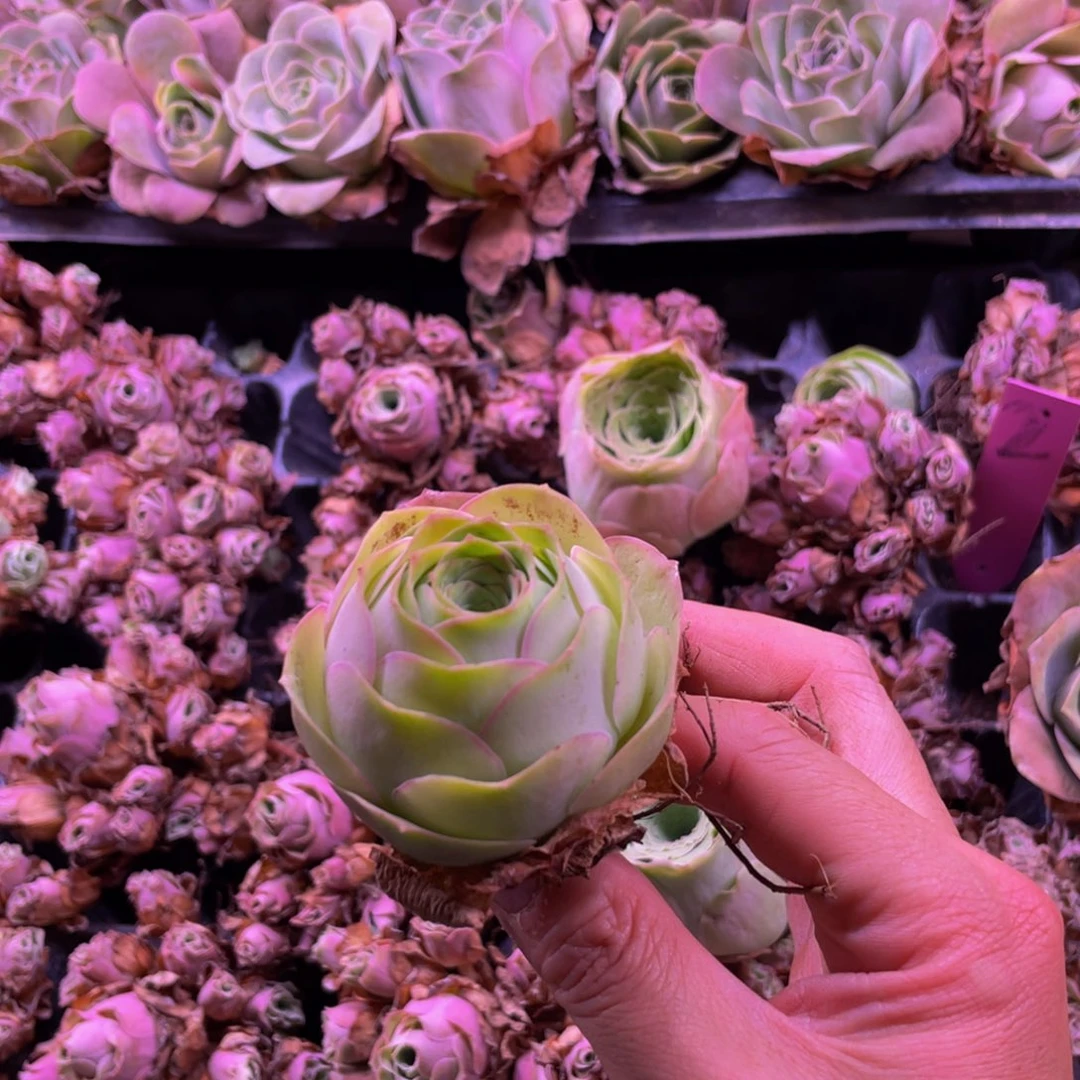 N****0山地玫瑰多肉植物流苏桃子30