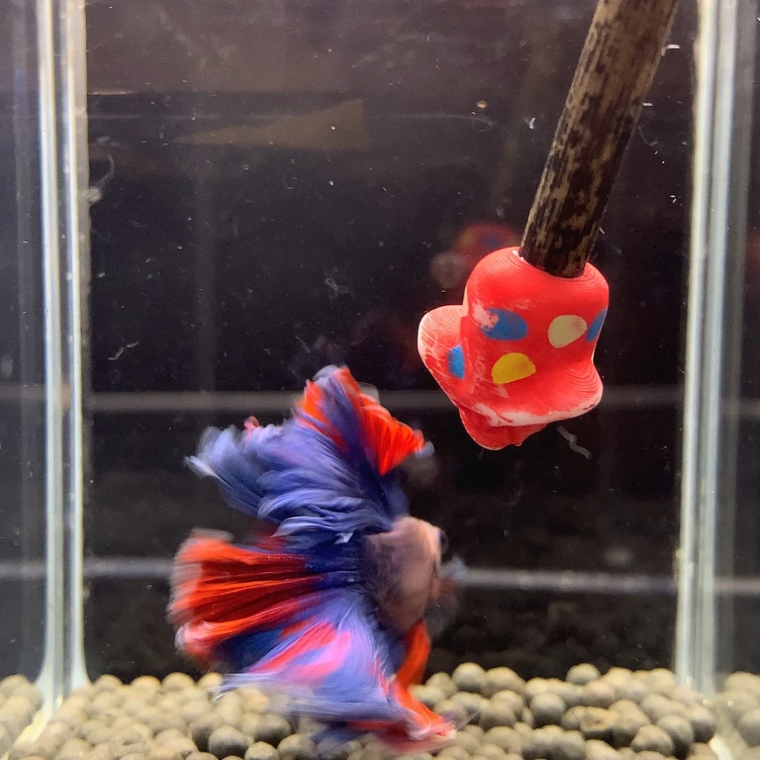 斗鱼七弟泰国斗鱼458