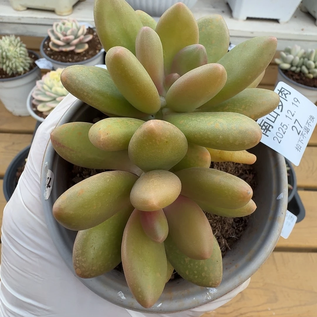 芒果奶111111219-27